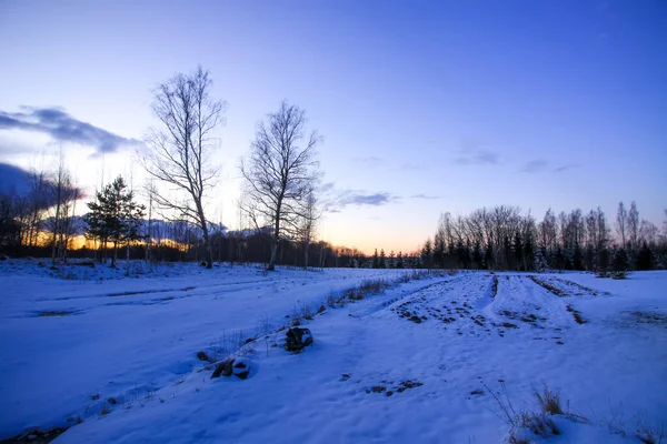 Güzel Bir Gün Doğumu Karla Kaplı Küçük Ağaçlarla — Stok fotoğraf
