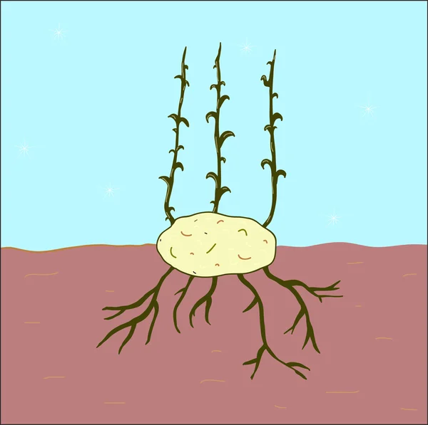 Vector potato illustration — Stock Vector