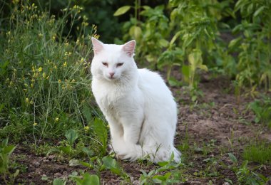 sevimli beyaz kedi