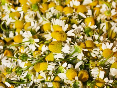 Medical Chamomile  background clipart