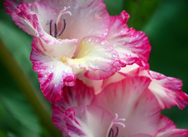 güzel pembe Glayöl