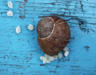 Onun yumurta salyangoz.