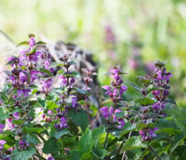 Yabani çiçekli çayır