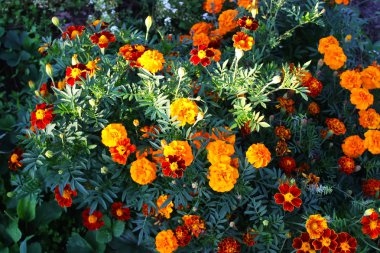 Kadife çiçeği çiçek çiçek yatakta