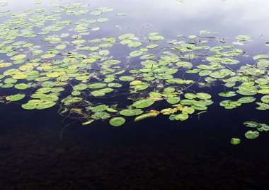 nilüferler göl üzerinde
