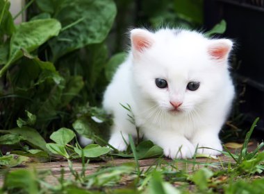 Kabarık beyaz kedi
