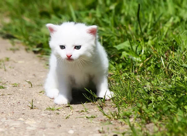 可爱的白色小猫 — 图库照片