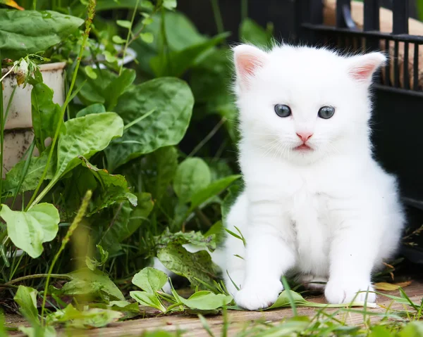 Roztomilé bílé kotě — Stock fotografie