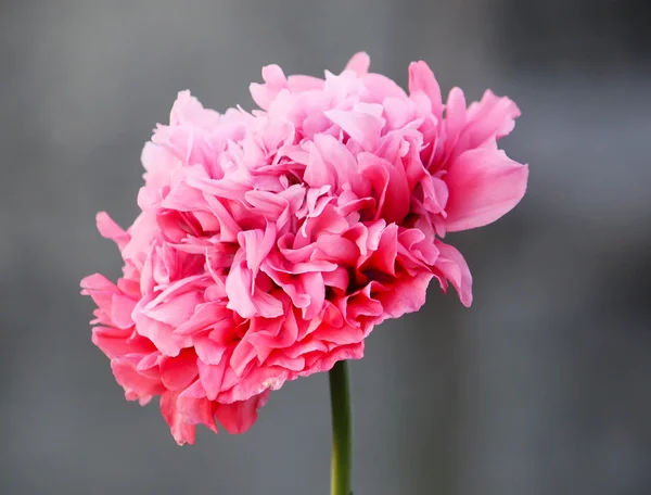 Tender peônia rosa agradável — Fotografia de Stock