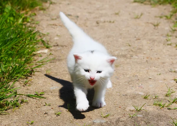 かわいい白い子猫 — ストック写真