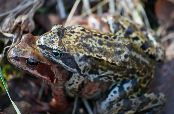 Paarungsfrösche in der Natur — Stockfoto