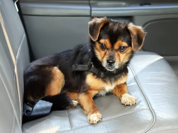 Petit chien noir dans une voiture — Photo