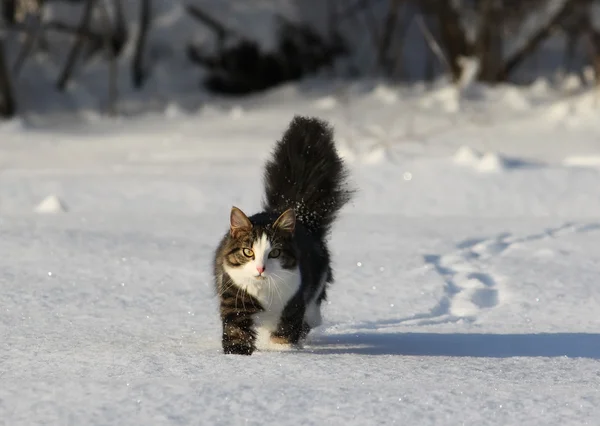 Karda yürüyen kedi