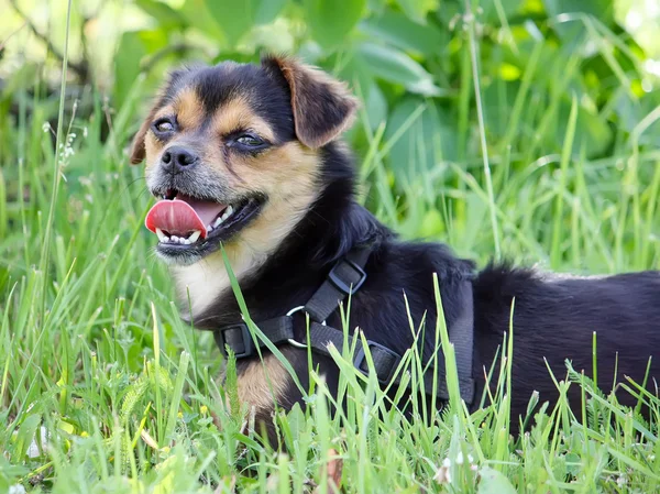 Pequeño perro divertido —  Fotos de Stock