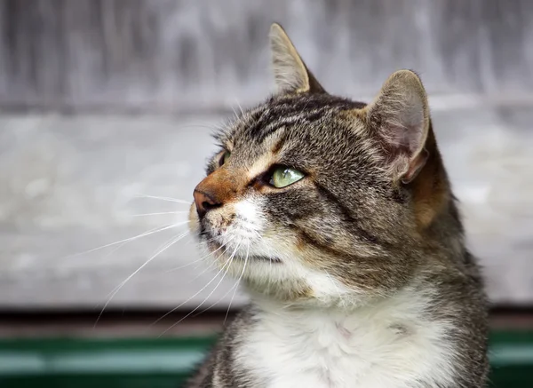 Retrato de gato casero — Foto de Stock