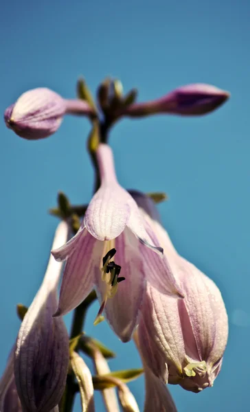 Весняні квіти крупним планом — стокове фото