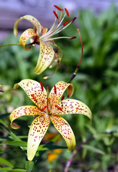 Orange Lily flowers — Stock Photo, Image