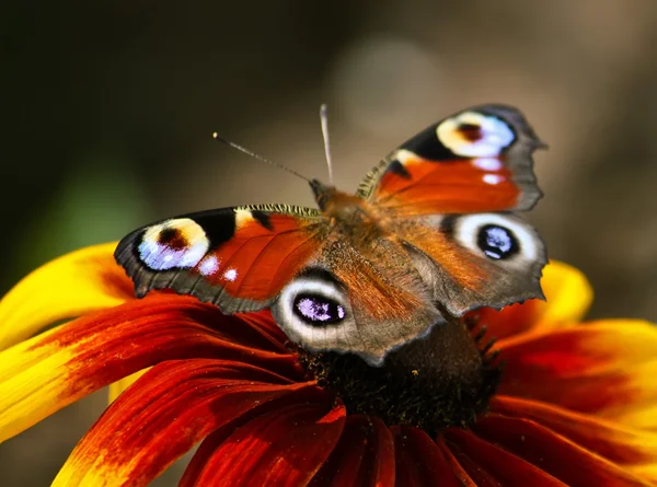 Hermosa mariposa en flor — Foto de Stock