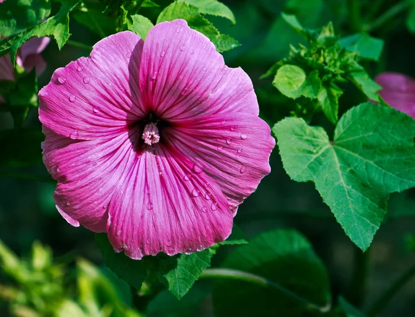 Purple Bindweed flower — Stock Photo, Image