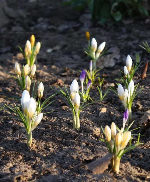 Primaveral crocuses primer plano — Foto de Stock