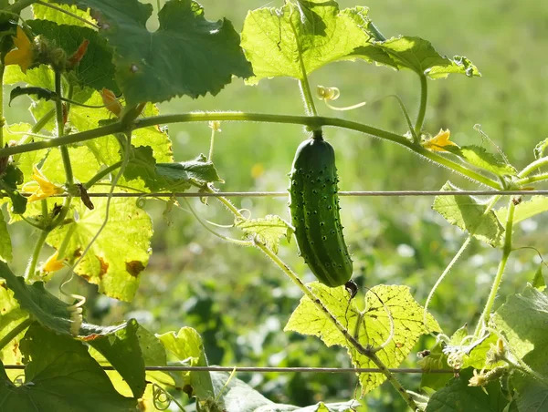 Gurken wachsen im Garten — Stockfoto