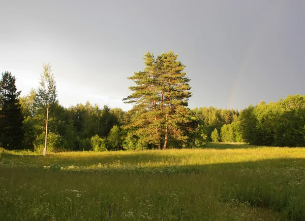 Natürliche Sommerlandschaft — Stockfoto