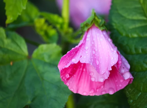 Nelkenblüte im Garten — Stockfoto