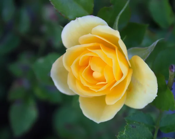Sárga rózsa a kertben — Stock Fotó
