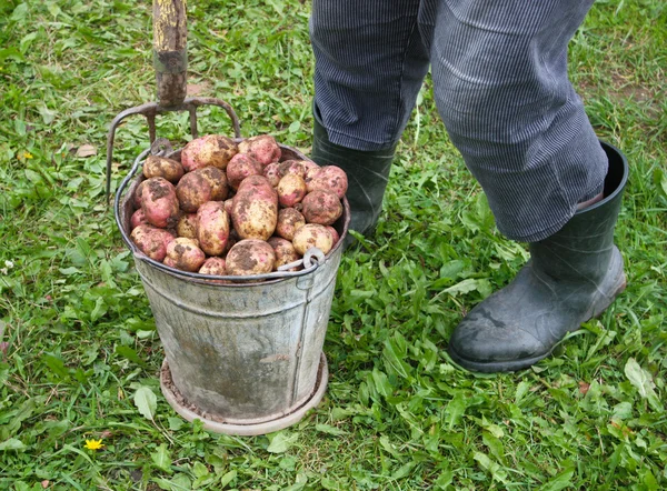 Patatas en cesta de hierro — Foto de Stock