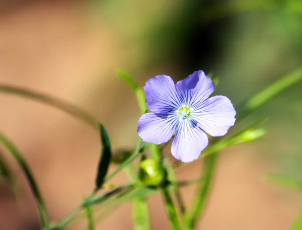 Garten kleine Blume — Stockfoto