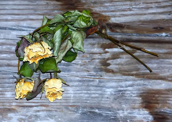 Dry yellow roses — Stock Photo, Image