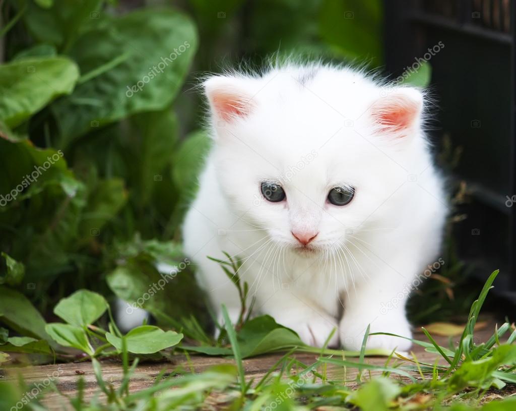 Cute White kitten