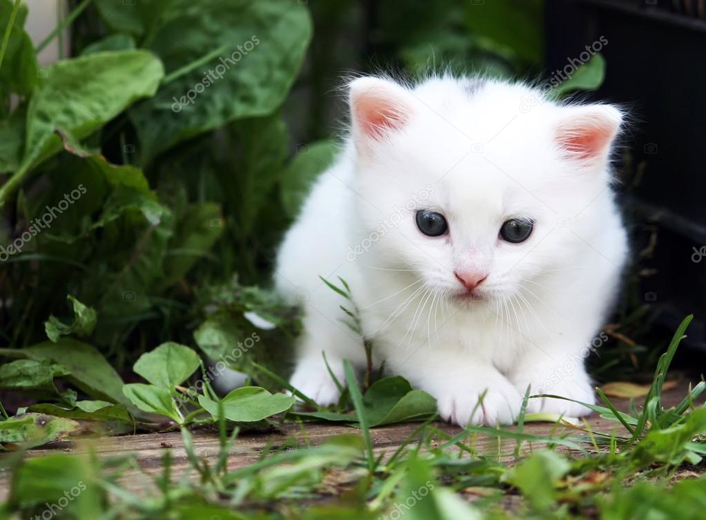 Fluffy white kitten