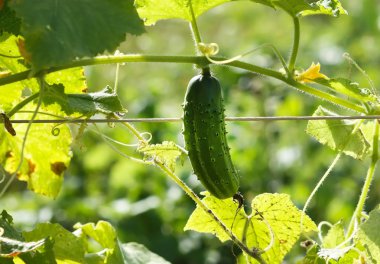 Bahçede salatalık yetişiyor.