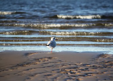 Deniz kıyısındaki martı