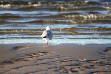 Deniz kıyısındaki martı