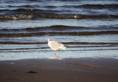 Deniz kıyısındaki martı
