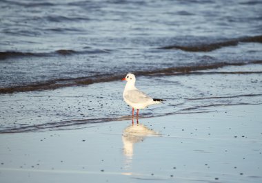 Martı üzerinde deniz kıyısında, Baltık Denizi