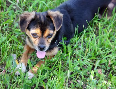 Küçük köpek yeşil çimen