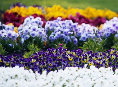 Parlak bahar çiçekleri