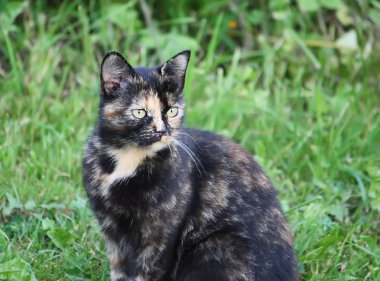Bir kedi doğa portresi