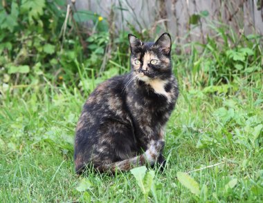 Bir kedi doğa portresi