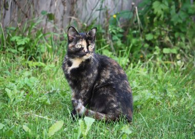 Bir kedi doğa portresi