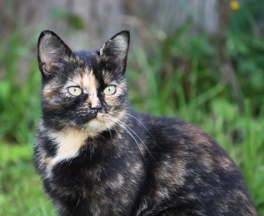 Bir kedi doğa portresi