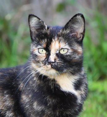 Bir kedi doğa portresi