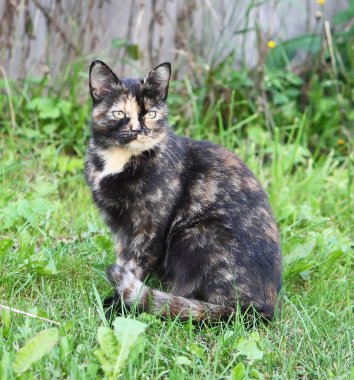 Bir kedi doğa portresi