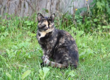 Bir kedi doğa portresi