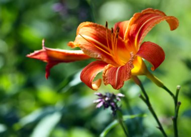 güzel portakal lily
