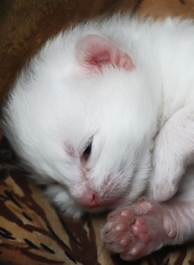 Küçük kedicik kayıyor