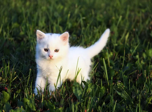 Pequeño gatito blanco —  Fotos de Stock